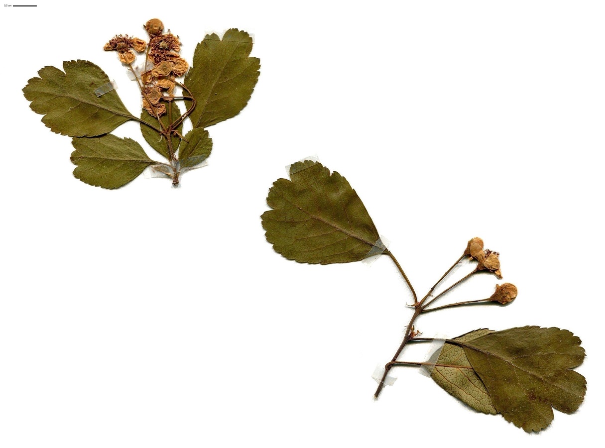 Crataegus laevigata (Rosaceae)